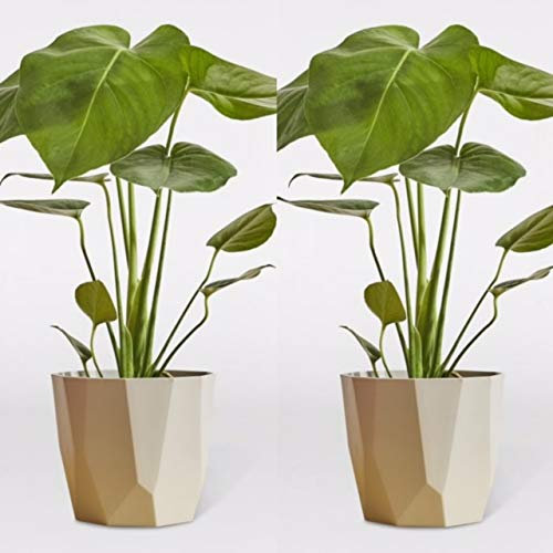 Carbeth Plants Monstera Deliciosa (2 Plants) Cheese Plants