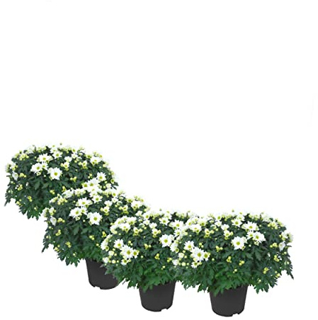Crisantemos Color Blanco | Pack de 4 Plantas Naturales | DECOALIVE | Margaritas Blancas