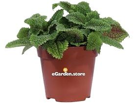 Pianta di Pilea Mollis Moon Valley pianta da interno pianta ornamentale di Pilea pianta da arredo pianta decorativa pianta tropicale pianta vera venduta da eGarden.store