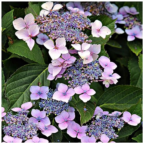 Hydrangea Macrophylla ' Mariesii Perfecta' in 2L Pot, Lilac Blue Flowers 3fatpigs®