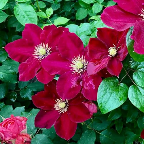 Clematis, winterharte für balkon Clematis florida, Kletterpflanze, blumenzwiebel garten blumendeko 2Zwiebeln
