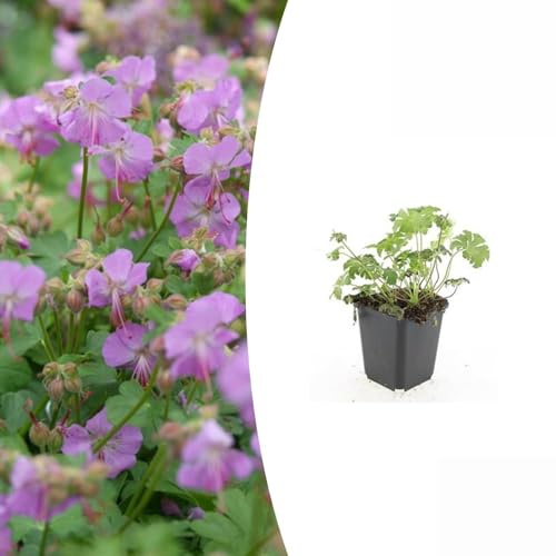 Trendyplants – Geranium cantabrigiense Cambridge – 12 stycken – storknäbb – vinterhård – höjd 10–30 cm – krukstorlek Ø 9 cm