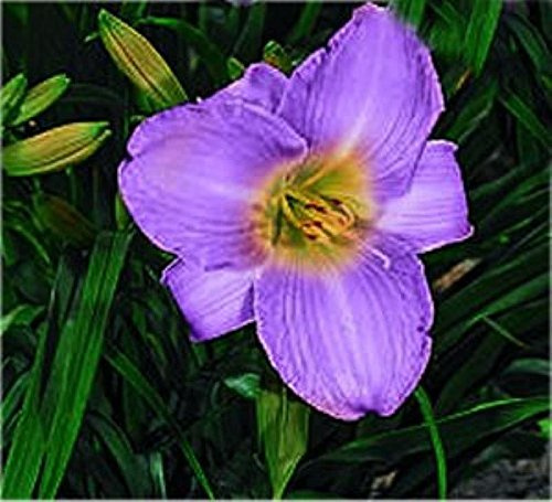 Hemerocallis 'Blue Sheen' – Winterhart, Mehrjährig, Pflegeleicht – Taglilie – Staude für Beet & Rabatte
