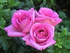 Pinkfarbener Rosenstrauch! 10 halb! Pettine. S/H! Vedi unsere Anzahlung für andere Rosen!