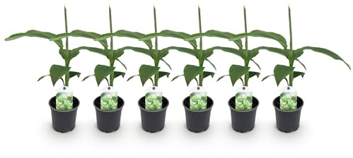 GreenboutiQ - Plante fruitière - Plante de bananier - Musa Basjoo - Résistante à l'hiver - 6 plantes - Pot 12cm Hauteur 30cm