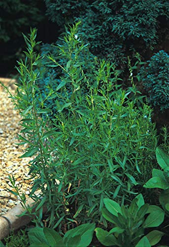 600 Seeds of Herb Russian Tarragon