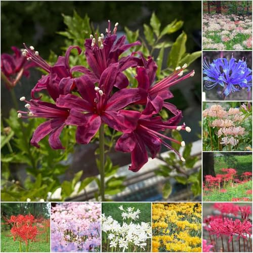 bulbos de lirio araña - primavera de interior jardín - raras la sangre exóticas 6pcs