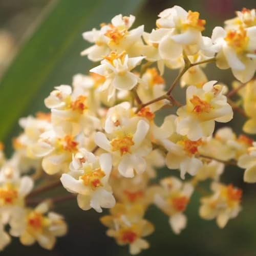 Semi di orchidea Oncidium - esotico da balcone estivi semi di raro come bomboniera da ufficio organico vecchie varietà copertura del terreno selvatici 250pcs
