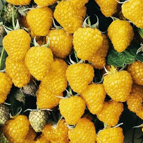 Pack 2 Raspberry Plants Live, Raspberry Everbearing Trees Bushes, Very Sweet Raspberry, Raspberries Size 5-10 Inches in Tall, No Pot (Golden)
