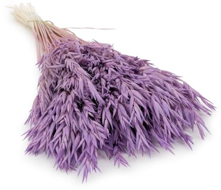 Enchanted Dekogras Hafer Getrocknetes Gras Ziergras Natürlich Deko Violett