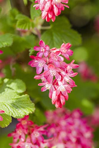 Ribes sanguineum 'King Edward VII' - Blut-Johannisbeere, Winterhart, Zierstrauch, 125-150cm, Rosa-rote Blüten
