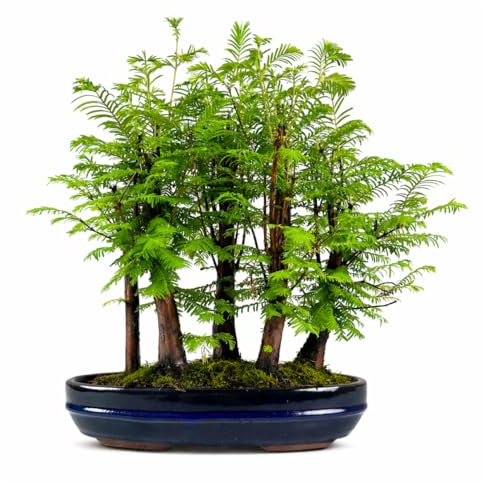 Bonsai Wald Metasequoia – Lebender Urweltmammutbaum im 29cm Topf | Indoor/Outdoor Bonsai Baum | Seltene Geschenkidee | Pflegeleicht | Dekopflanze für Zuhause & Büro