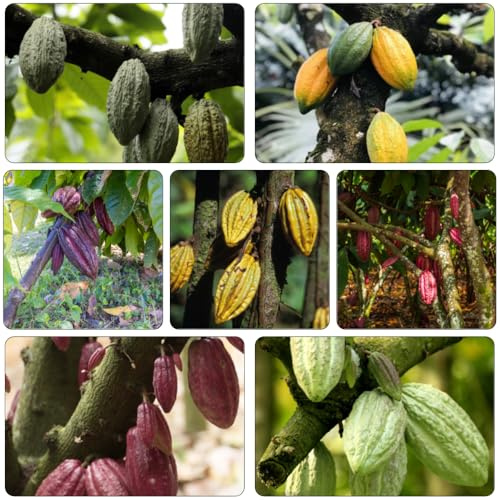 semi di cacao reali interni esotici da cucina balcone, perenne resistenti giardino interno 225pcs