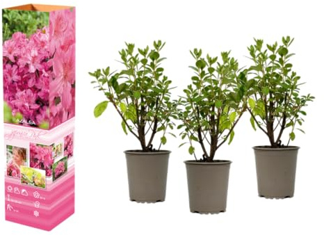 Azalea rododendro planta en maceta de 20 a 38 cm en maceta de 9 cm, planta compacta con color intenso (3, rosa)