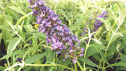Portal Cool Nano Buddleia Buzz Blue Sky - Buddleja / Farfalla Bush