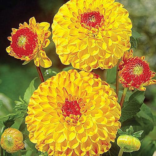 Dahlia Bulbs for Planting,Excellent Display Indoor Perennial Balcony Garden Bulbs,Flowering Rhizome,Dahlia Tubers UK,Dahlia Bulbs Mix-2bulbs-J