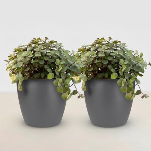 Green boutiQ - Zimmerpflanze - Calissia repens - Katzengras - Haustierfreundlich - Grün - 2 Pflanzen - mit Potter Grau - Topf 12cm - Höhe 17-20cm