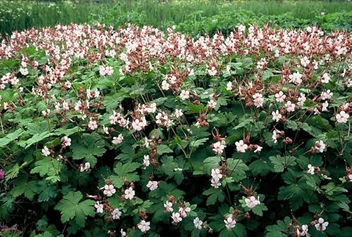 Felsen-Storchschnabel Geranium macrorrhizum 'Spessart' – Winterharter Bodendecker – 6 Pflanzen – Ø9 cm Töpfe – Höhe 10-25 cm – Weiße Blüten & grünes Laub