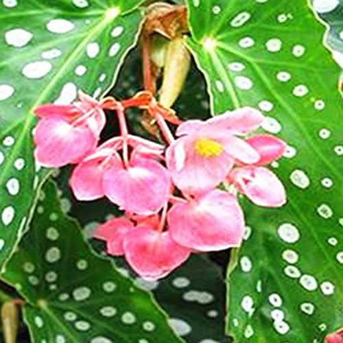 TOYHEART 100pcs Graines De Fleurs Premium Begonia Graines Pleines De Vitalité Vibrante Fleur Pastorale Plantation Plantation Plante Plage De Begonia Graine Pour Balcon La graine