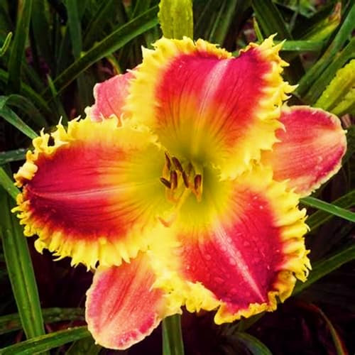 Taglilienzwiebeln-Winterhart MehrjäHrig,Taglilien Zwiebeln Winterhart MehrjäHrig,Hemerocallis Knollen,Taglilien Pflanzen,Winterharte Stauden,Bonsai Pflanze-5zwiebeln-b