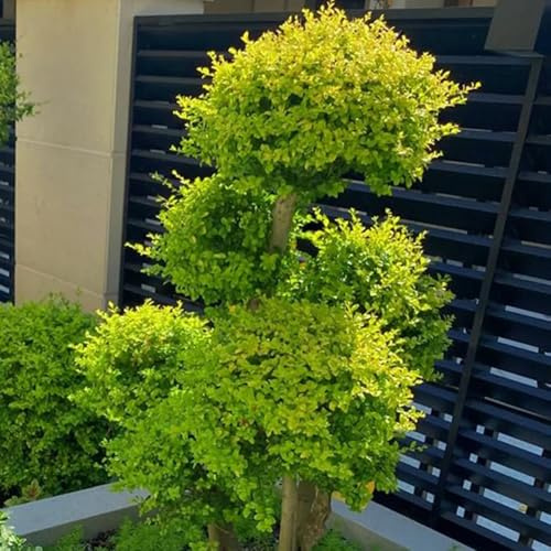semillas de ligustro para setos - semillas bonsái de interior jardín balcón decorativas seto ligustro, perennes 100pcs