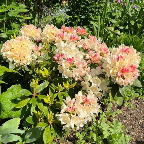 rododendro azalea - resistenti in vaso in vaso per l'arredamento dell'ufficio tappezzanti raro giardino roccioso d'appartamento rampicanti 85semi