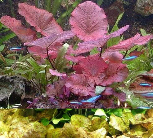 Mühlan Topartikel- Je 1 rote und grüne Tigerlotus mit ca. 5 cm Austrieb und mit Knolle - Die schönsten Wasserpflanzen im Aquarium