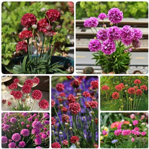 Semillas de albahaca marina, decoración de otoño Armería marítima, para lugares soleados semillas de mariposas resistentes para el jardín invernaderos de balcón 250pcs