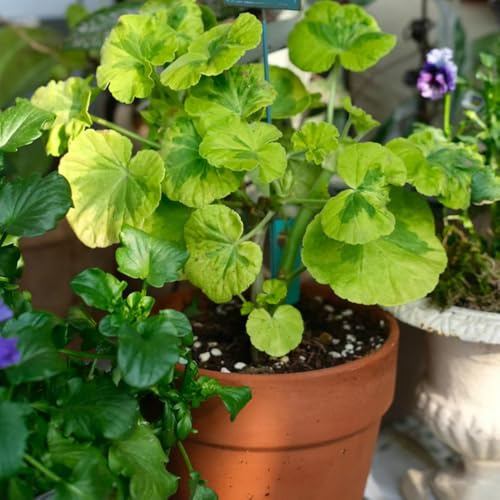 Geranien, seltene geschenke für gärtner bodendecker wildblumensamen bio blumensamen gastgeschenk exotische balkongewächshäuser zimmerpflanzen für sonnige plätze stauden 30Samen
