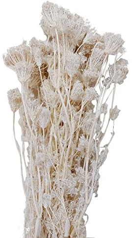Fenchel Trockenblumen I Weiss Gebleicht I 200 Gramm
