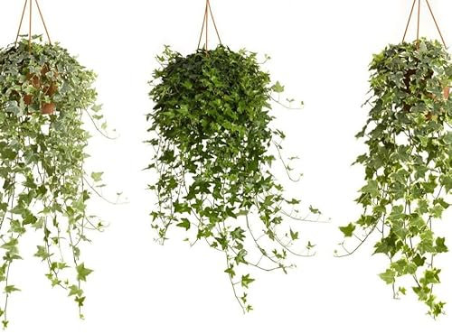 Hedera Helix Mix - Versatile Evergreen Ivy for Indoor & Outdoor Use | Vibrant Green and Variegated Foliage, Ideal for Ground Cover - 1x 19cm Potted Plants by Thompson & Morgan