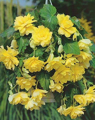Begonien pendula hängend in gelb gefüllt Blumenzwiebeln Knollenbegonie (5 Blumenzwiebeln)