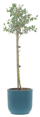 KENTIS - Eucalyptus Gunnii - Alberello Eucalipto - Piante Vere da Esterno Resistenti - Pianta da Giardino Antizanzara - H 40-50 Vaso Ø 15 cm