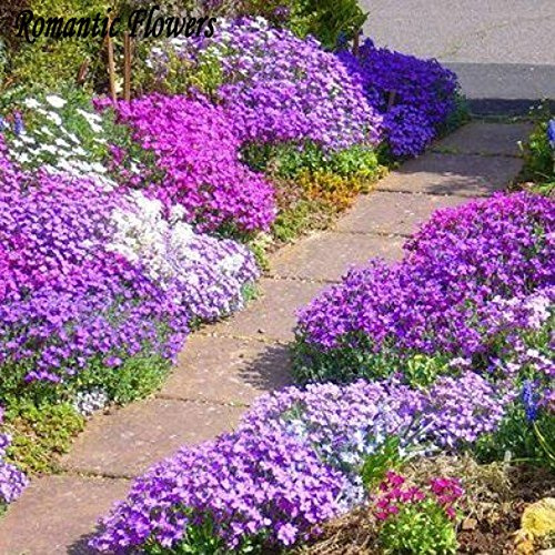 Graines de fleurs violettes de cresson de roche Aubrieta Cascade Graines de fleurs couvre-sol vivaces superbes à l'épreuve des cerfs Paquet de 100 graines