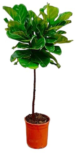 Ficus Lyrata på stam - 115-130cm - Ø24cm - Krukväxt - Vintergrön