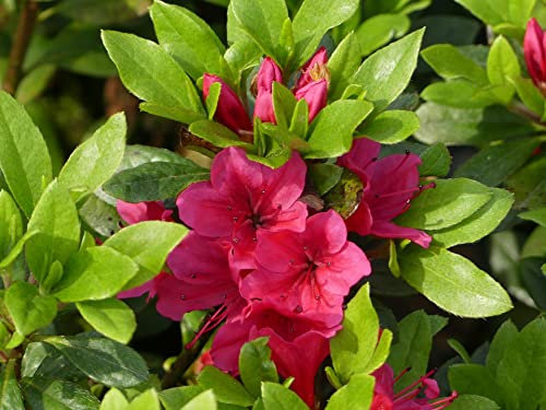 Japanische Azalee Geisha Red - Rhododendron obtusum Geisha Red- Syn. Kazuko