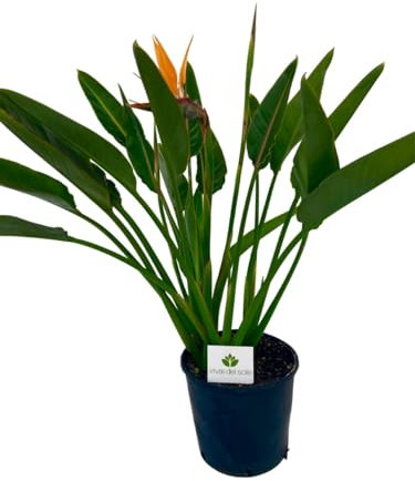 Strelitzia Reginae, Uccello del Paradiso, Pianta ornamentale da esterno prodotta da Vivai del Sole vaso diametro cm 28