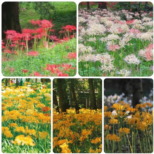 bulbos de lycoris radiata - lirio araña, interior perennes para jardin 5pcs