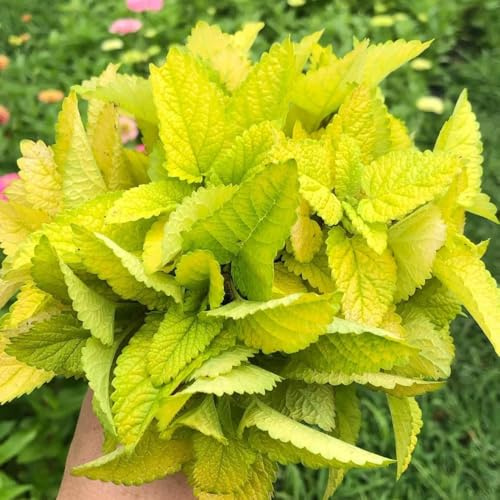 Semillas de melisa, semillas de Melissa officinalis, semillas de jardín de rocas resistentes que cubre el suelo 20pcs