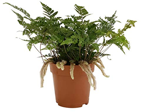 Humata Tyermannii 35 cm – Tarantel-Farn, Vogelspinnen-Farn, Spinnenfarn – Ideal für Terrarien, Exotische Pflanzen für Spinnen und Reptilien – Luftreinigend & Pflegeleicht
