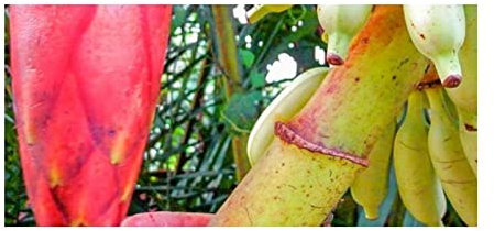 Pcs - 10x Musa (Bananier) Muluensis Mulu Banane Jardin Plantes - Graines ID510 - Seeds & Plants Shop by Ipsa