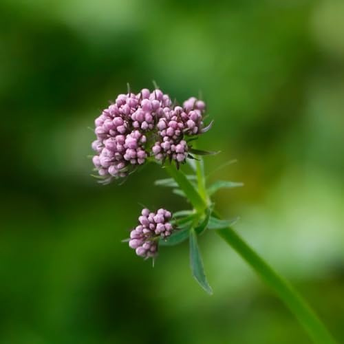 Semi di valeriana - semi di Valeriana officinalis - da cucina da giardino vecchie varietà esotiche resistenti 80pcs