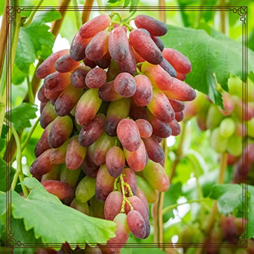 Weinreben Vitis Rhizom-vinifera Weinreben Kernlose Tafel Trauben -3Rhizom-b