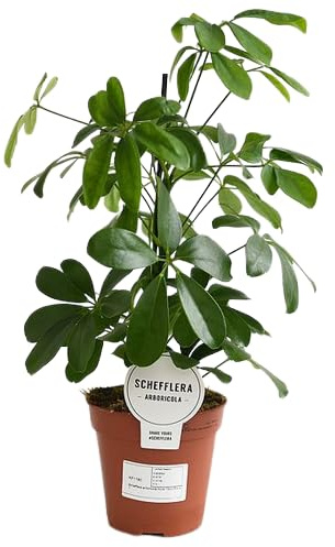 Shefflera Arboricola Natural una Planta Arbustiva para Alegrar tu Espacio