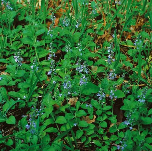 Veronica officinalis 9x9 cm Topf – Winterhart, Mehrjährig, Pflegeleicht – Echter Ehrenpreis – Bodendecker für Beet & Steingarten