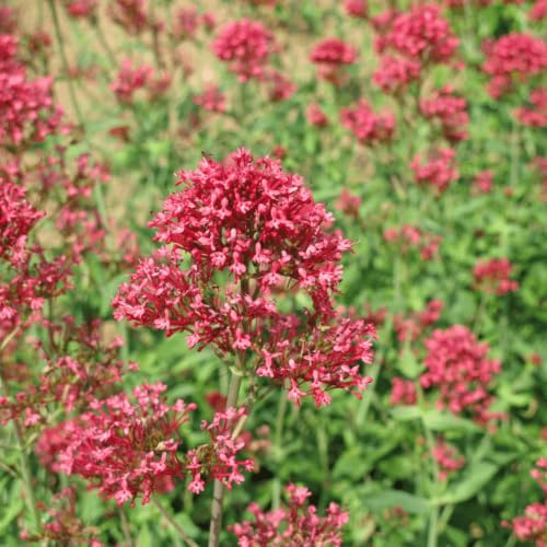 Centranthus ruber Coccineus Rote Spornblume, 6 Pflanzen, 10-25cm | Ø9cm