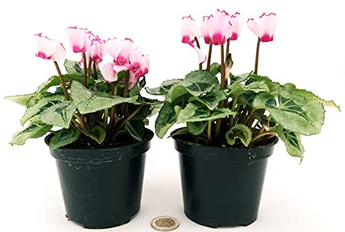 POWERS TO FLOWERS - CICLAMINO PROFUMATO DI MONTAGNA, 2 PIANTE, vaso 11cm, piante vere