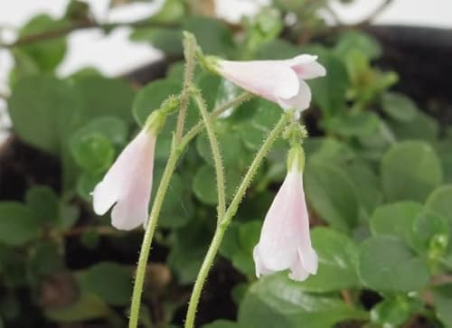 Linnaea borealis - Moosglöckchen - Schattenglöckchen 20-30 - immergrün