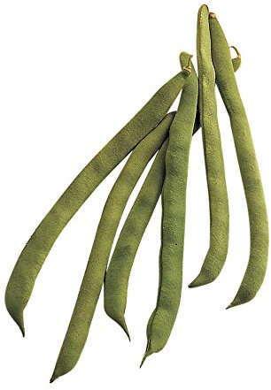 Burpee Kentucky Wonder Pole Bean Seeds 2 ounces of seed