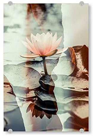 artboxONE Acrylglasbild 60x40 cm Natur Lotus Blossom by Tas Bild hinter Acrylglas - Bild Lotus floral Flowers